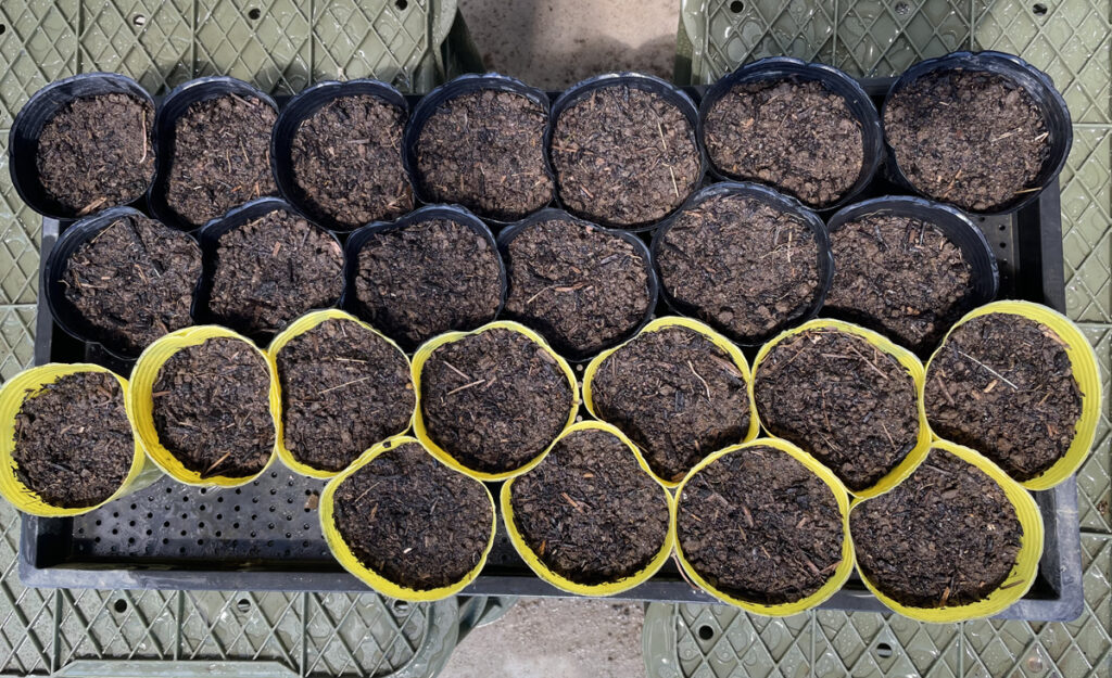 8.29 白菜の種をポットに植えました