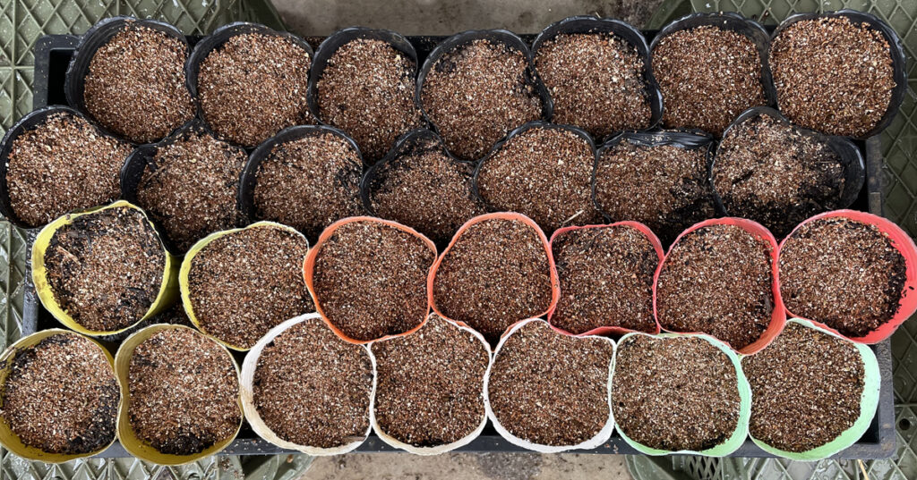 9.2 1列目ブロッコリー（ドジコ）、2列目ブロッコリー（中早生）、3段目茎ブロッコリー、4段目松本一本葱、黄色いポット菜花の種を植えました