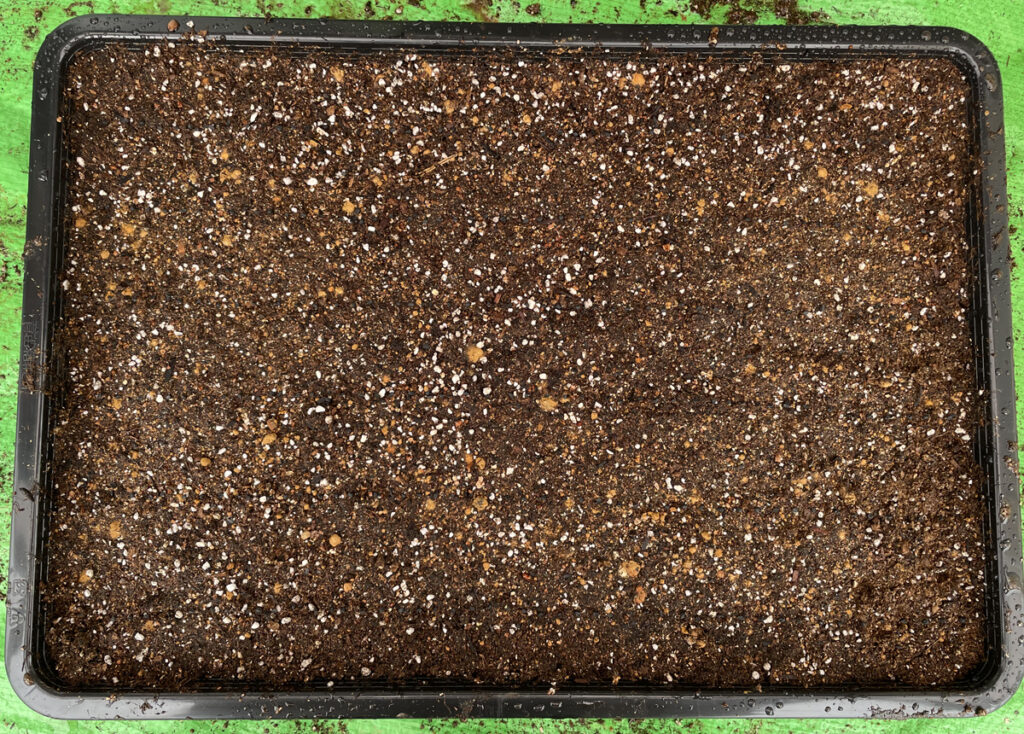 9.11 極早生のタマネギの種を育苗箱に植えました