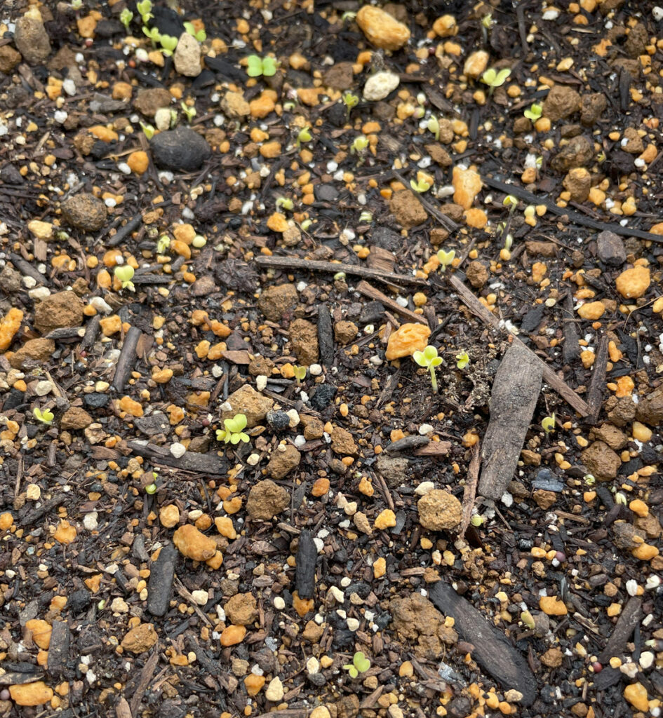 10.17 庭でプランターに種を植えたベビーリーフ