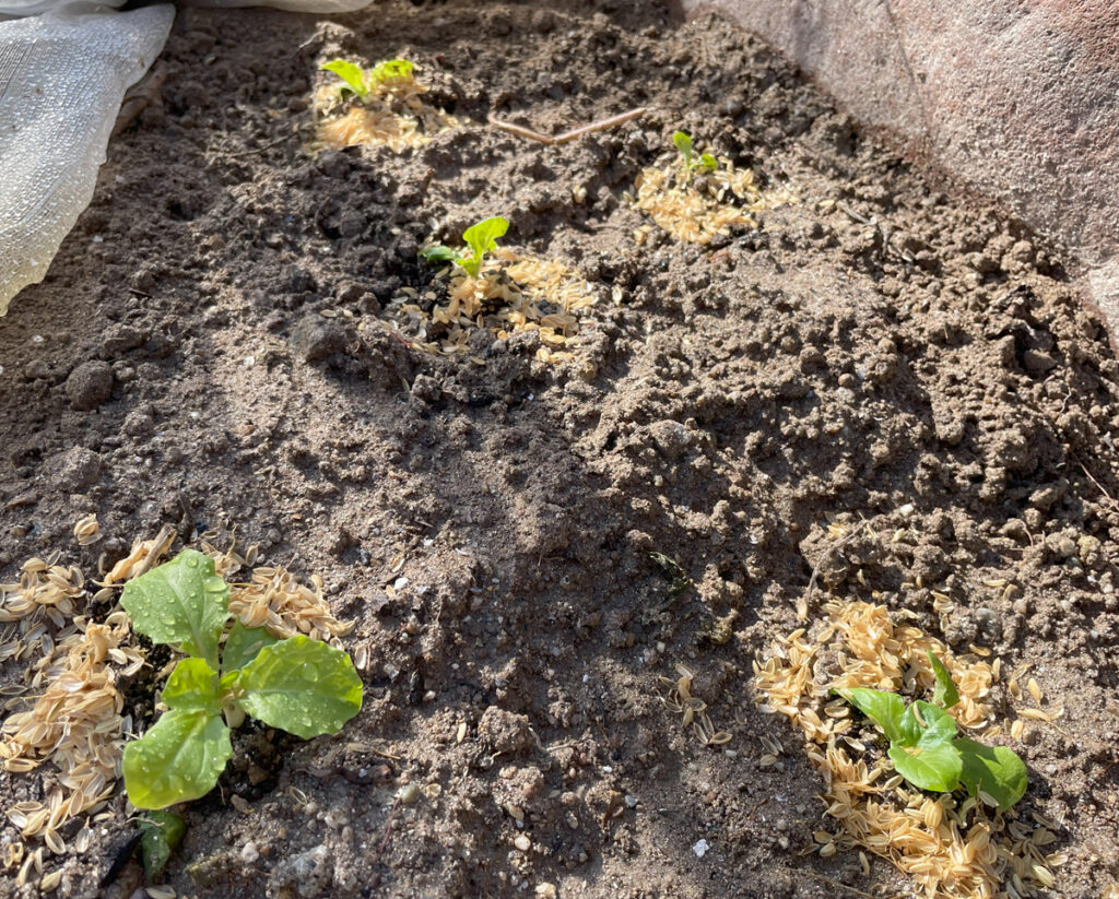 10.23 庭に、レタスの苗、ダイコン・小カブ・ホウレンソウ・サラダ菜の種を少し蒔きました