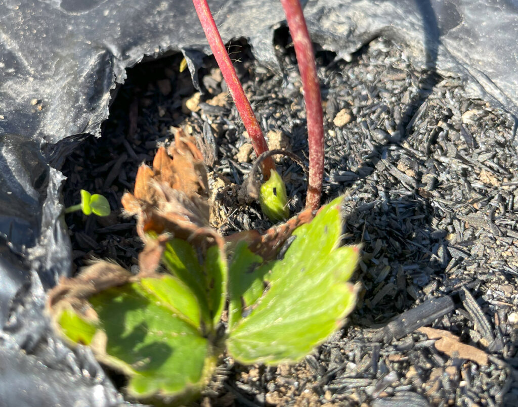 苺の苗から新しい葉が出てきました