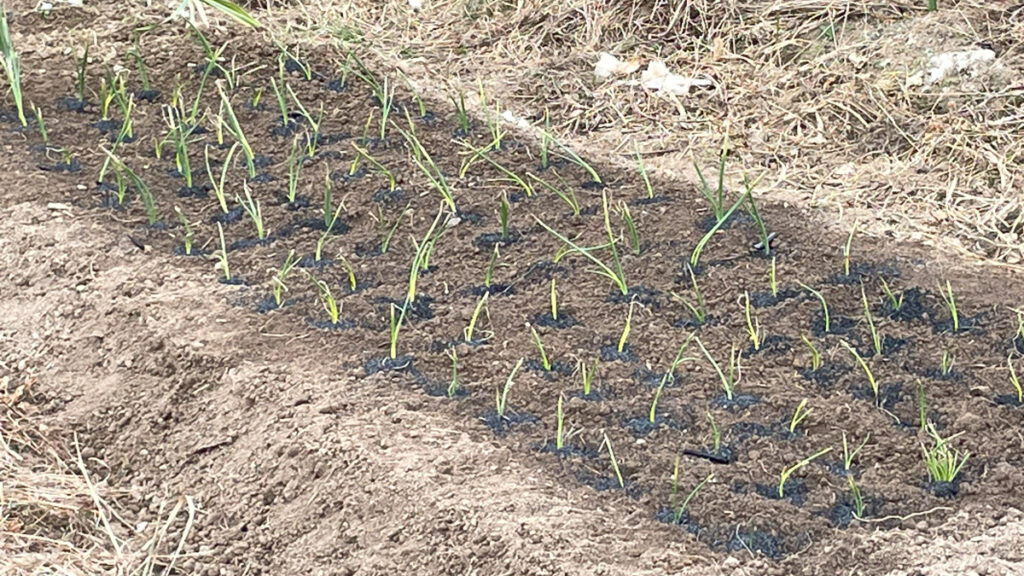 11.6 中生のタマネギの苗を植えました