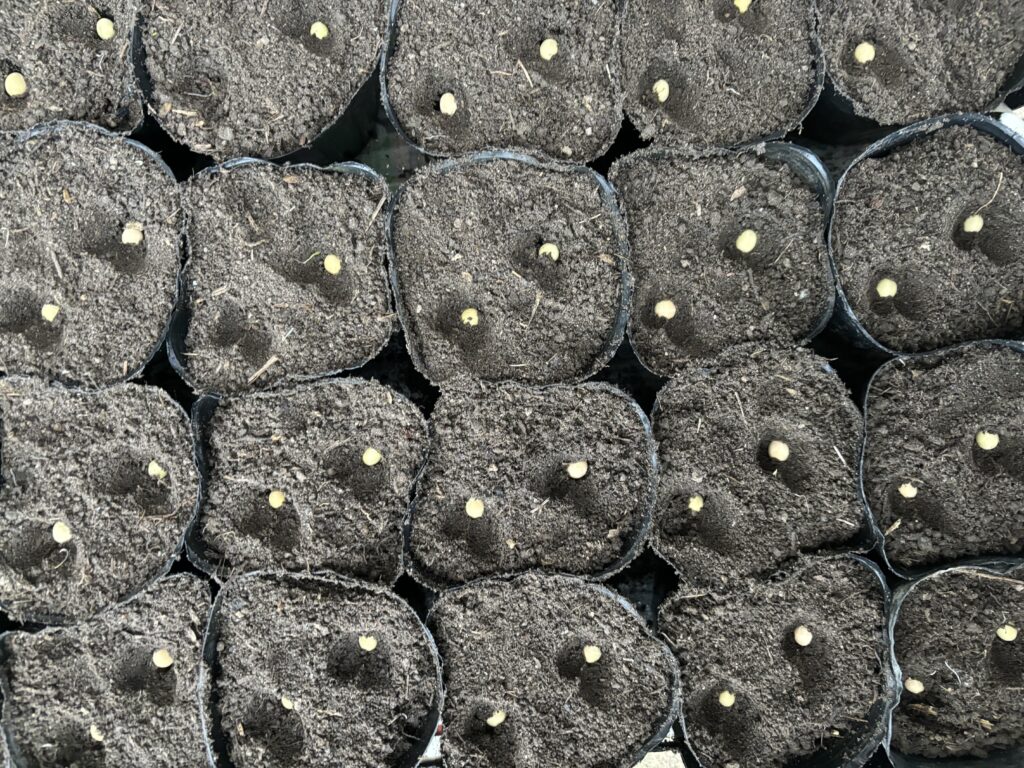 4.23 枝豆の種をポットに蒔きました