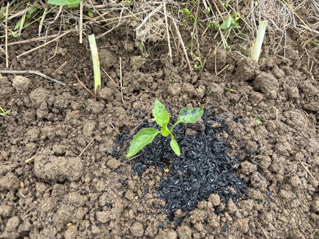 4.29 甘長トウガラシの苗を定植しました（ポットに播種から35日目）