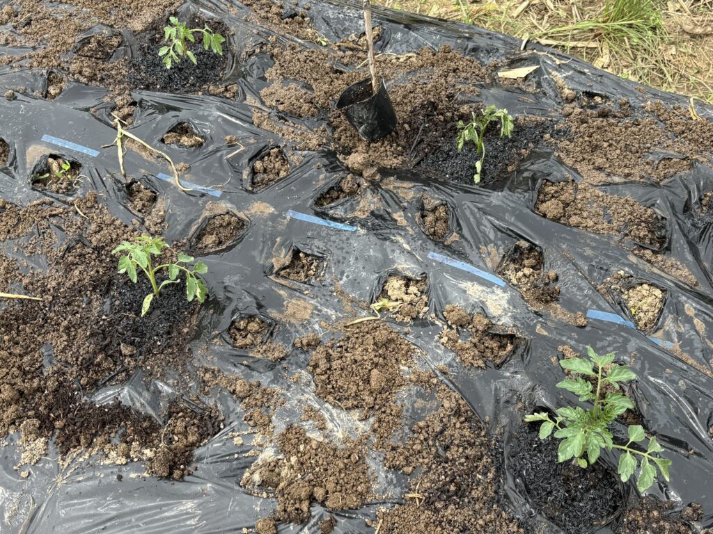 4.29 中玉トマト（アミーゴ）とミニトマト（ステラミニ）の苗を定植しました（ポットに播種から36日目）
