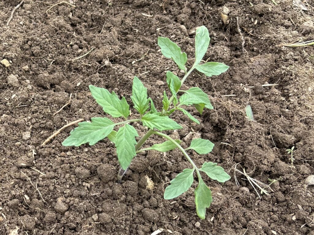 4.29 パプリカの苗を定植しました（ポットに播種から36日目）