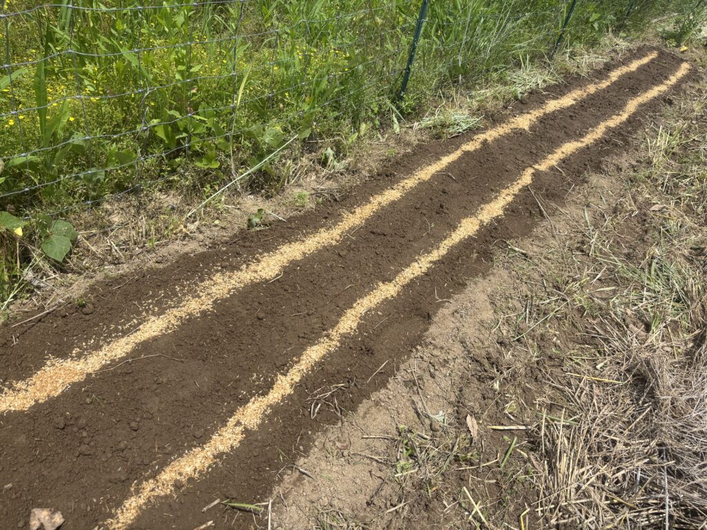 5.21 黒胡麻、エゴマの種を蒔きました