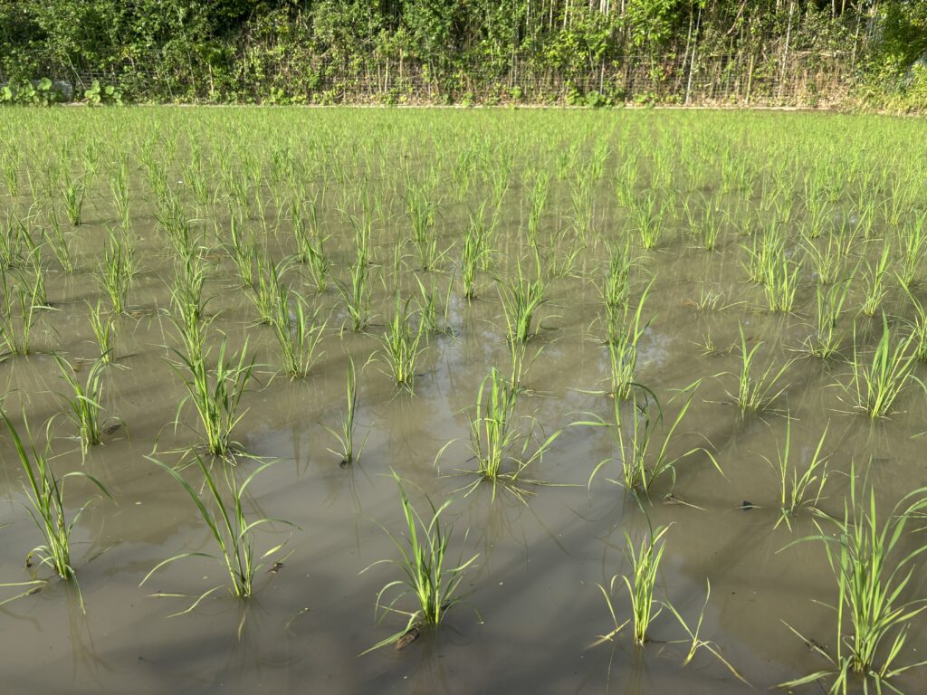 5.22 稲の様子