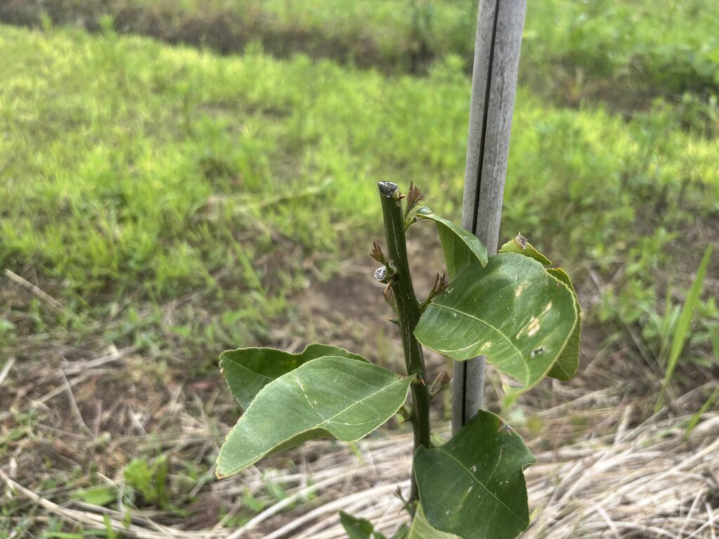 5.27 レモンの苗に新芽が出てきました