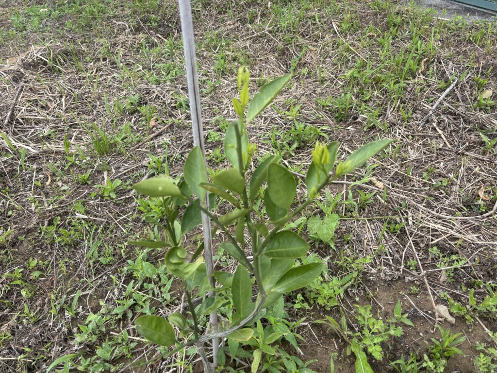 5.27 宮川早生温州ミカンの苗に新芽が出てきました