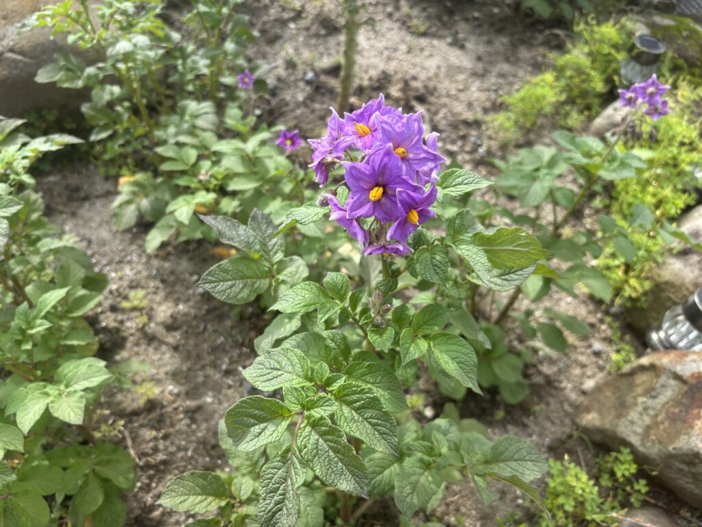 5.30 ジャガイモの花