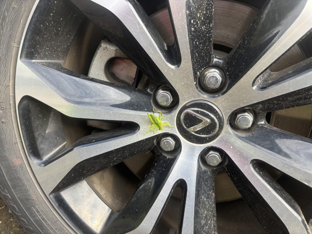 5.30 バッタさん