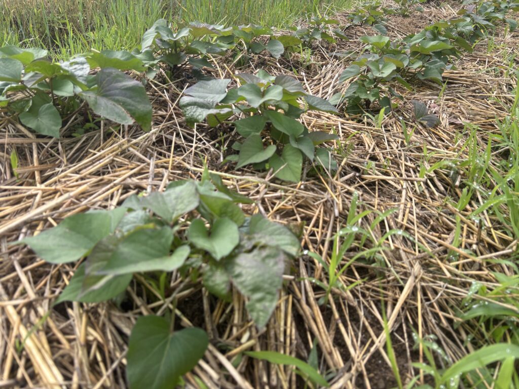 5.30 サツマイモ