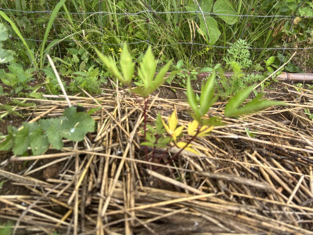 5.30 大和トウキ