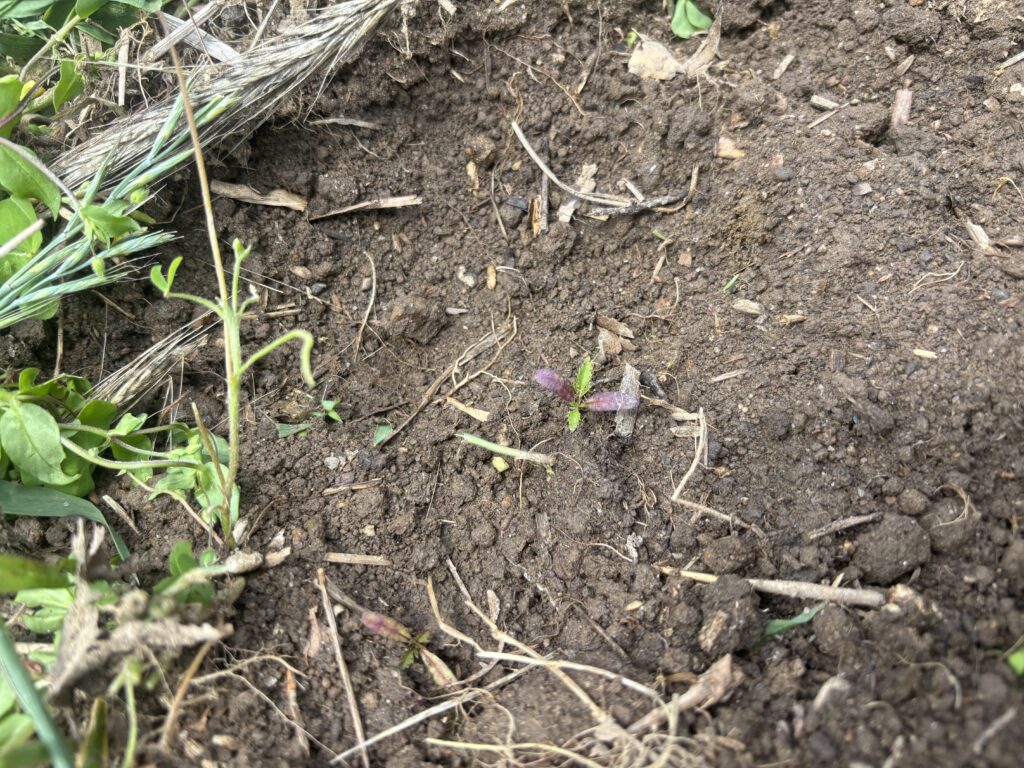 6.1 マリーゴールドの苗を定植しました