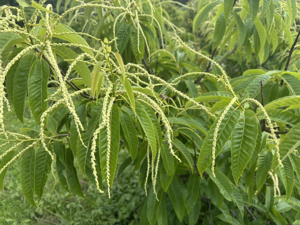 6.4 栗の花と蜂さん