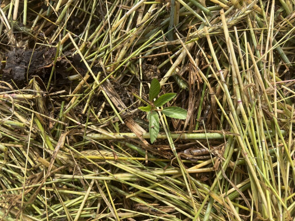 6.4 モロヘイヤの苗を定植しました