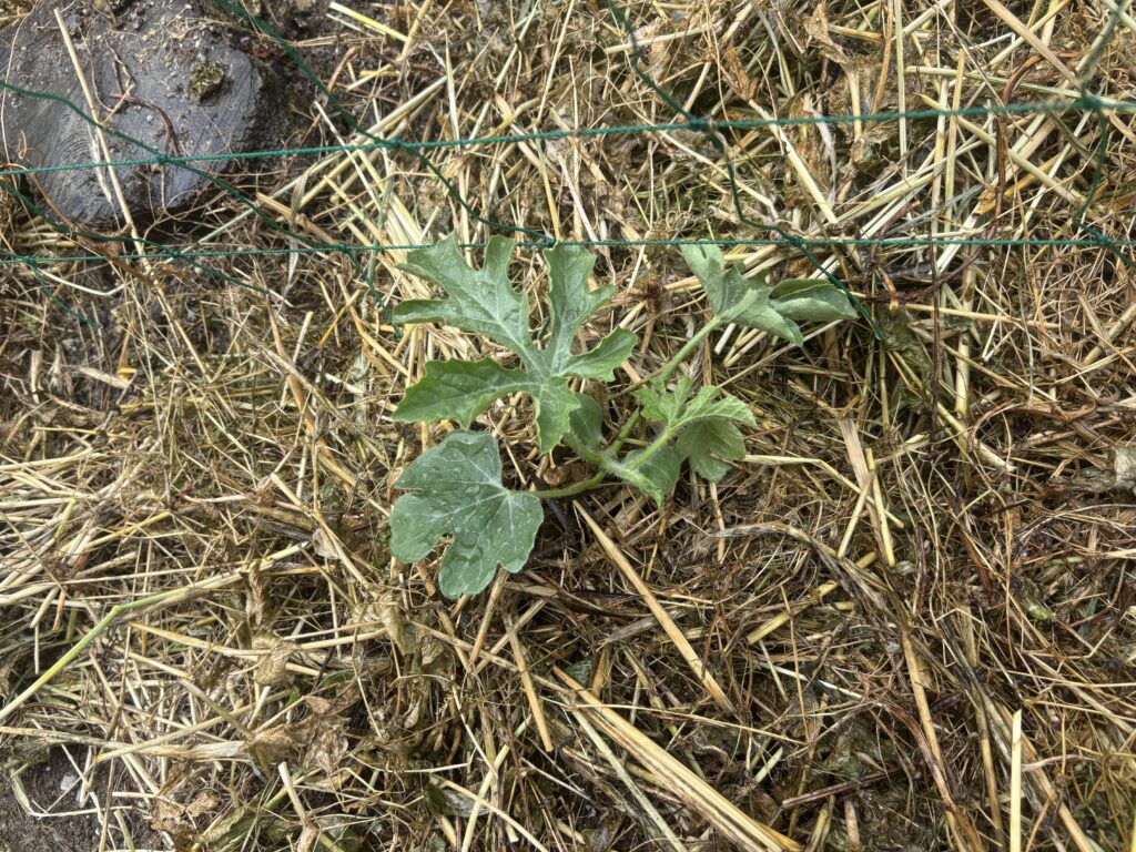 6.7 乙女スイカの苗を定植しました
