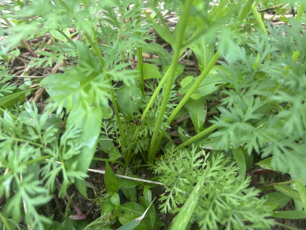 6.12 人参とテントウ虫