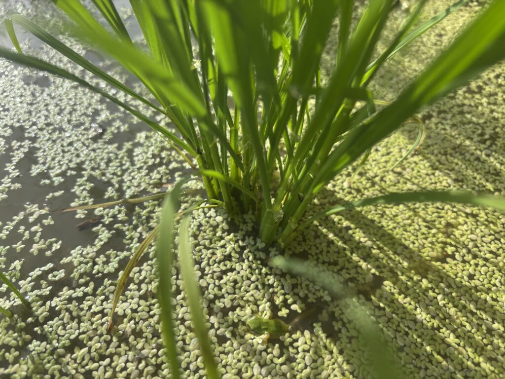 6.13 稲とカエル