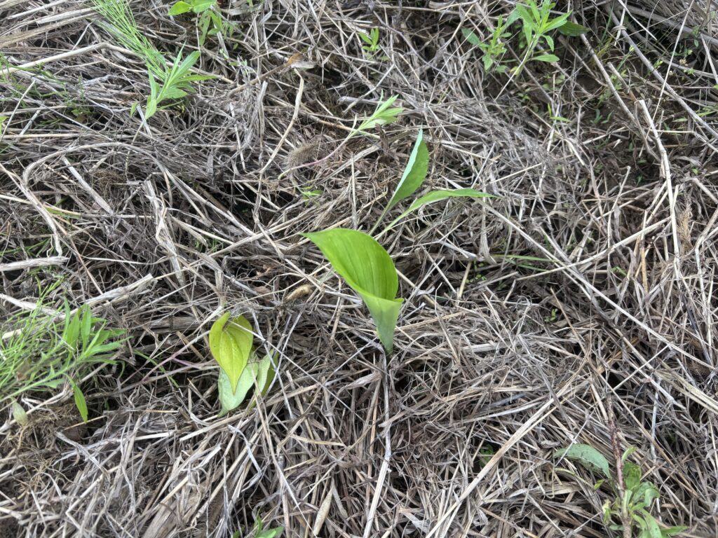 6.13 ウコンの苗