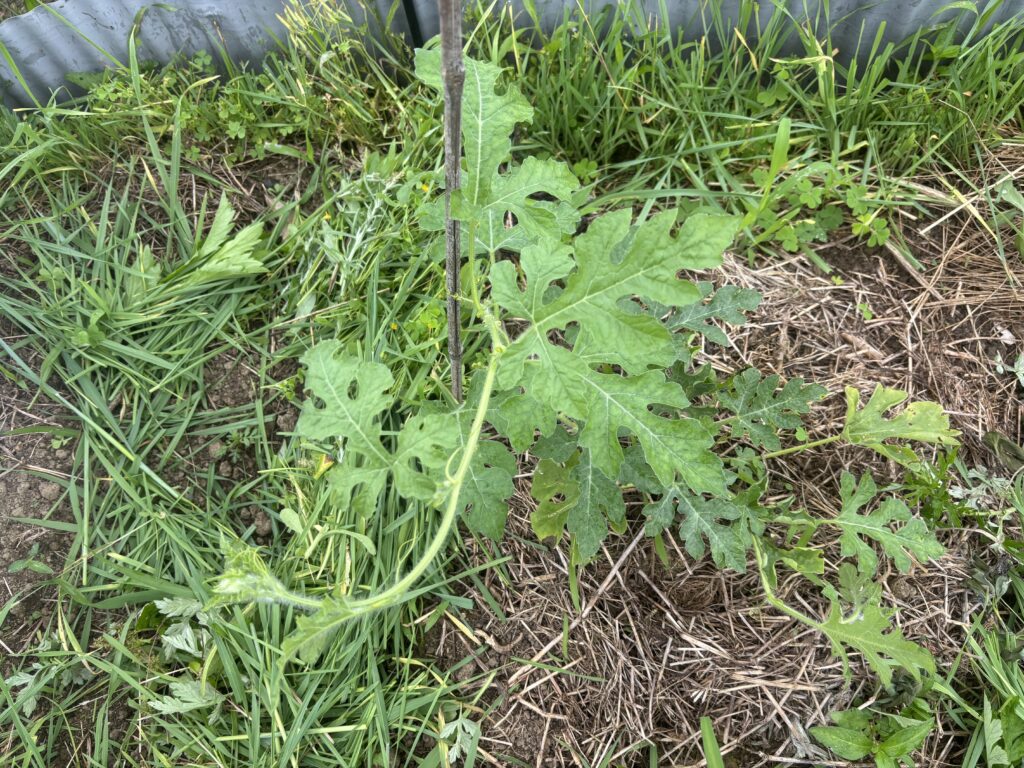 6.14 昔スイカの苗