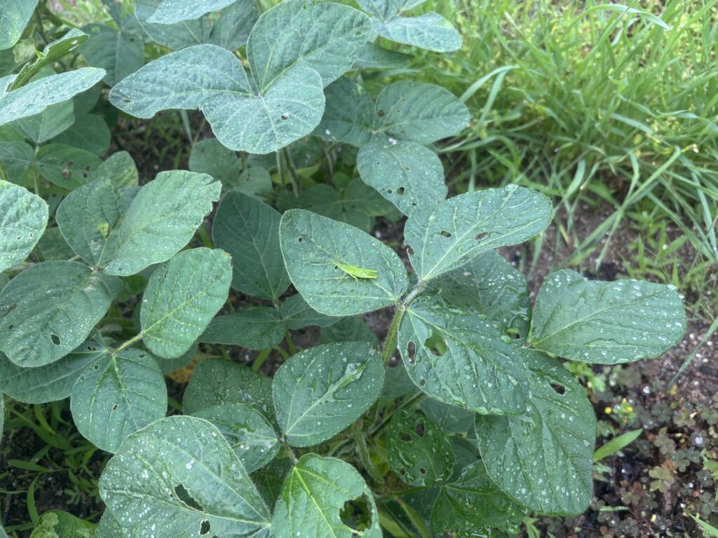 6.17 バッタさんと枝豆