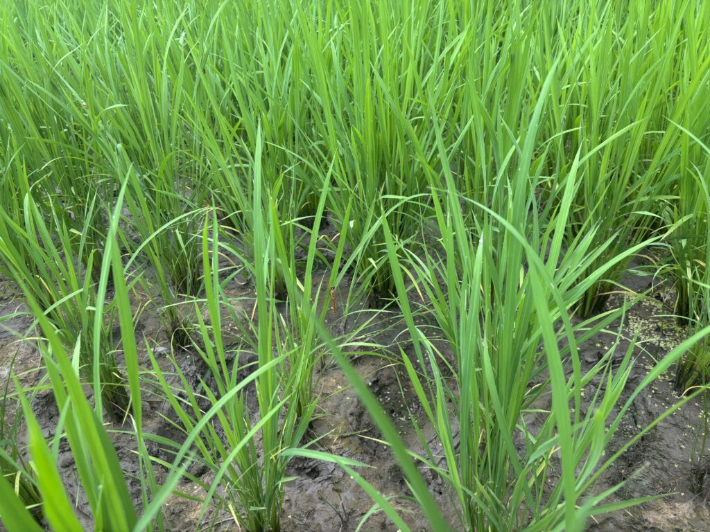 6.23 田圃にトンボ