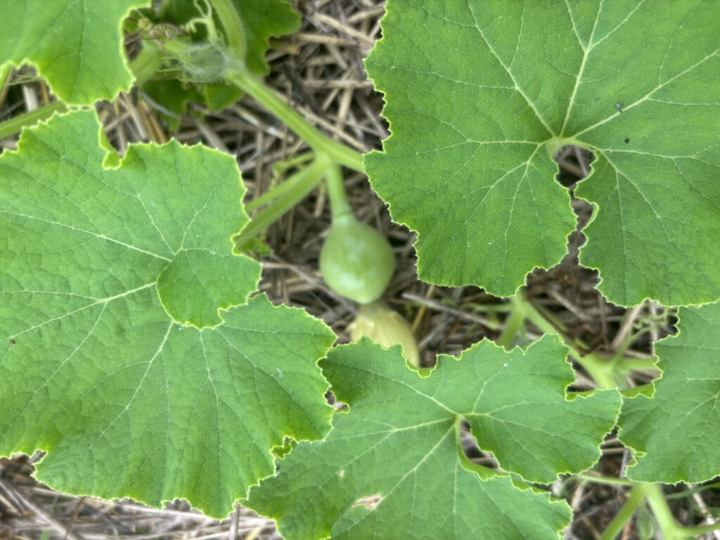 6.23 カボチャの小さな実