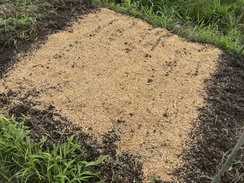 6.25 小松菜の種を筋蒔きしました