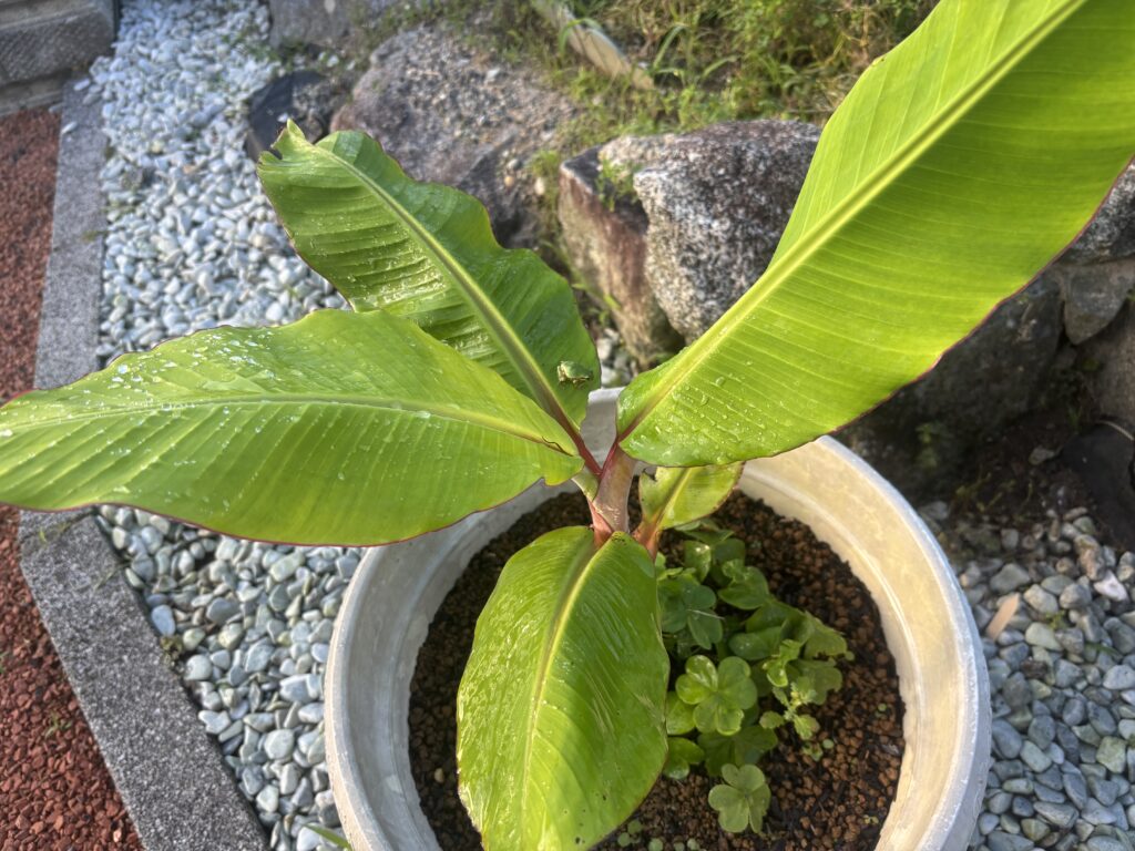 6.29 カエルとバナナ