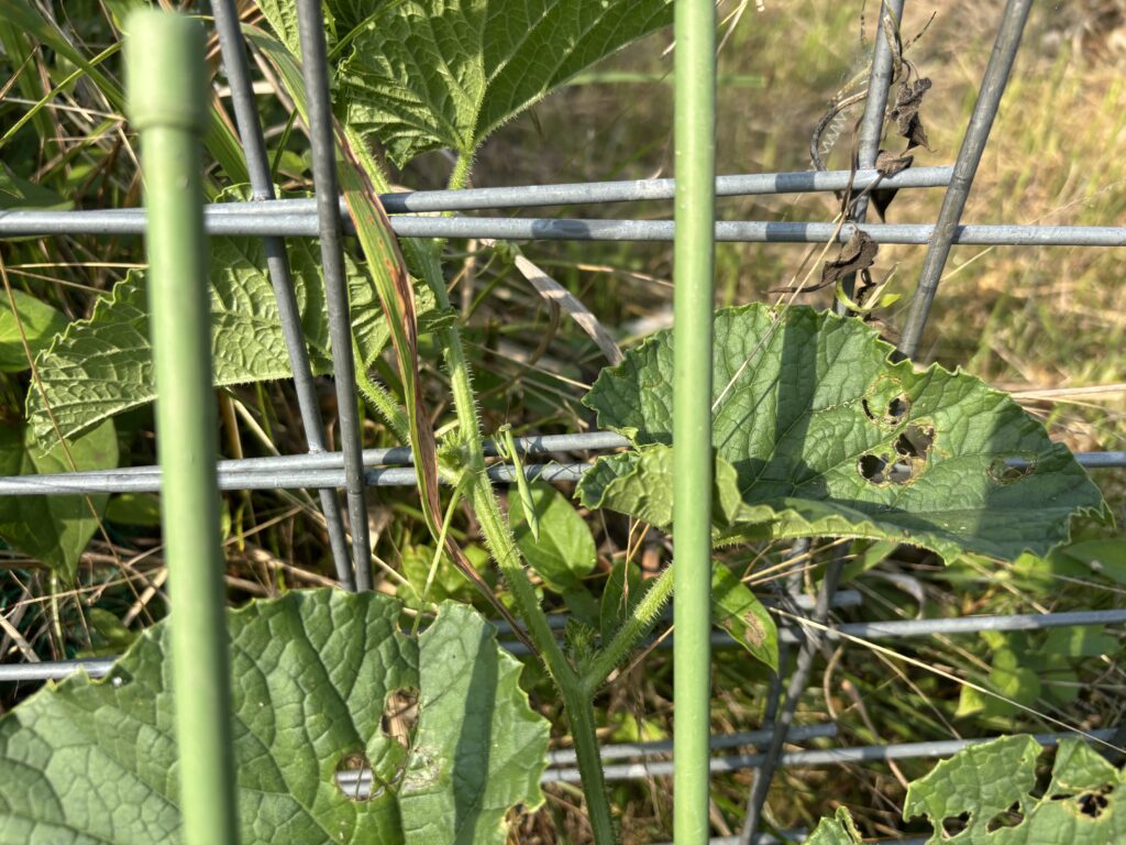 7.1 瓜とカマキリ