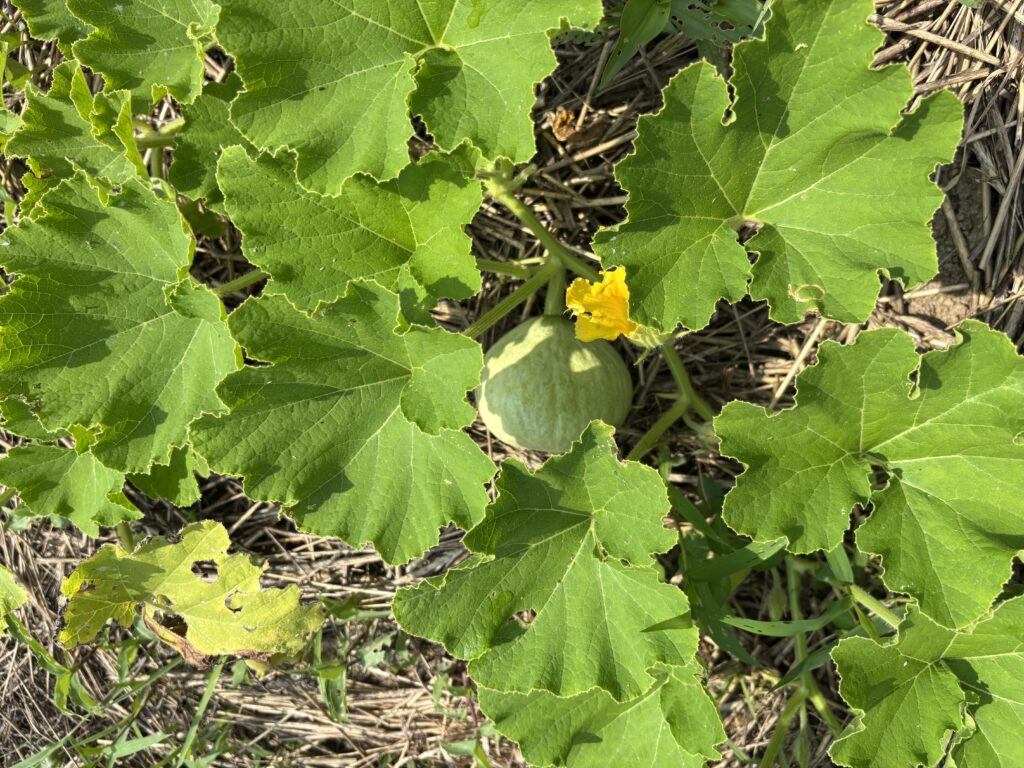 7.1 カボチャの実