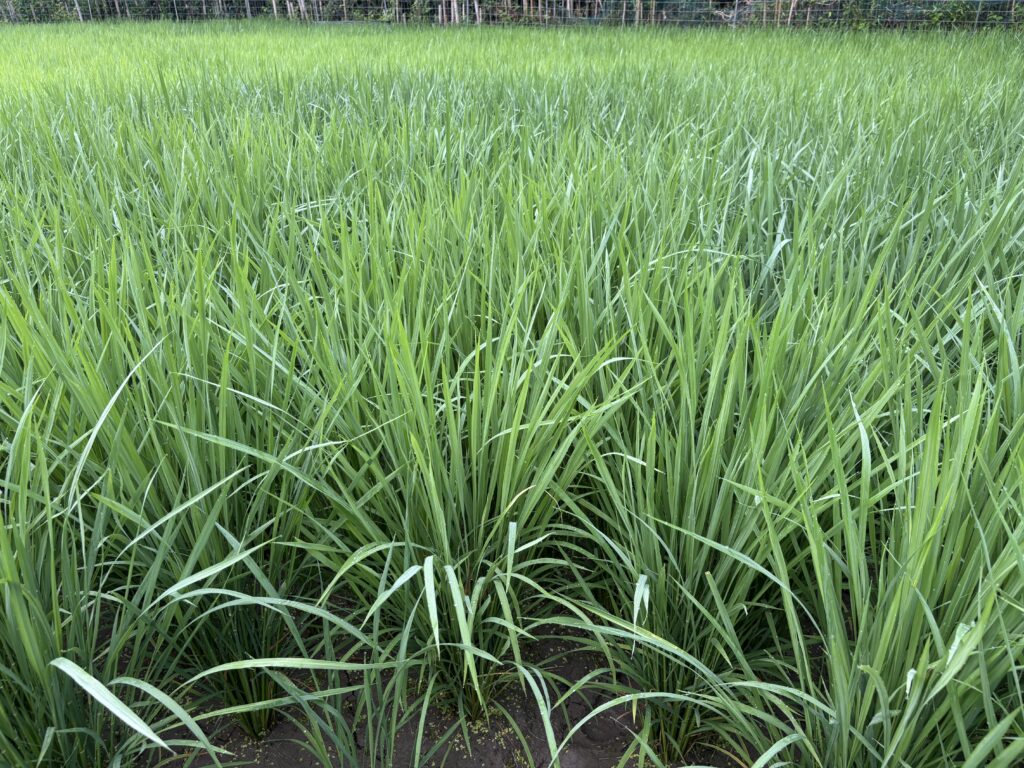 7.3 中干し後の稲