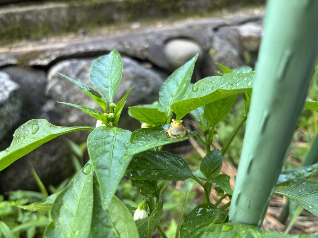 7.9 ピーマンにカエル