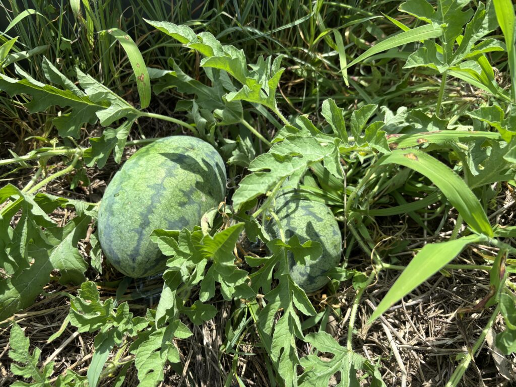 7.12 スイカ