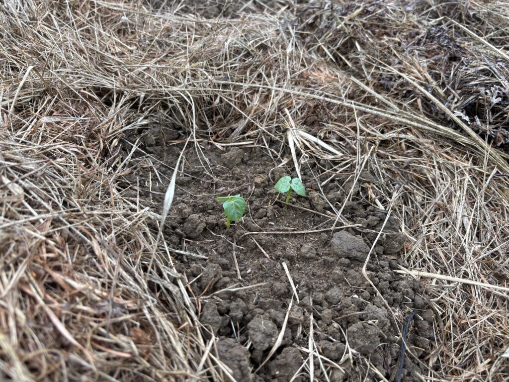 7.16 小豆の双葉（播種らは8日目）