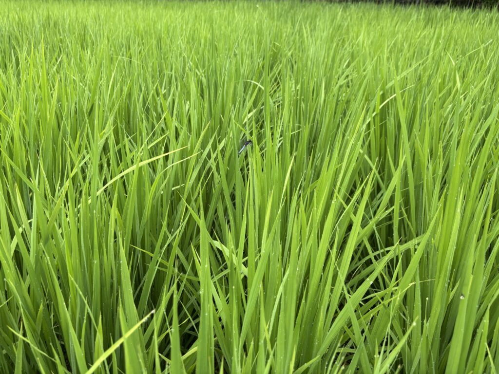 7.17 田圃の蜻蛉