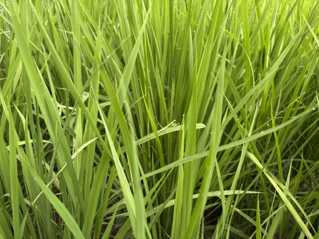 7.17 田圃のカマキリ