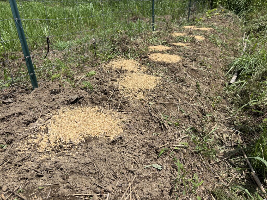 7.18 カボチャの種を蒔きました