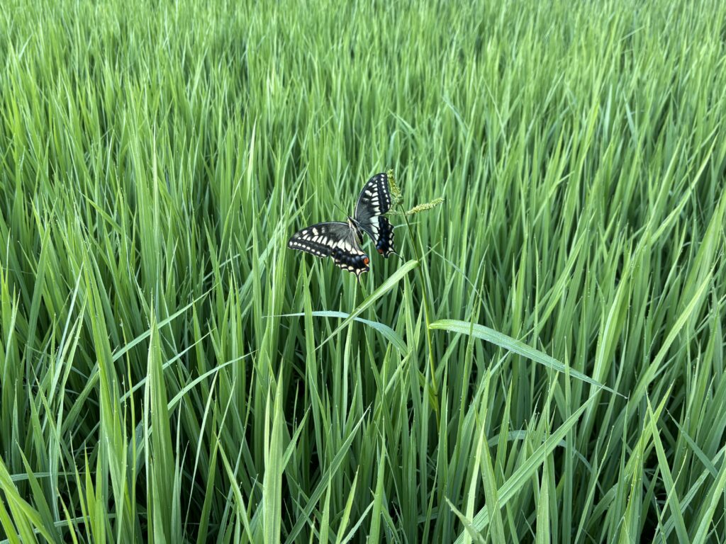 7.18 田圃にアゲハチョウ