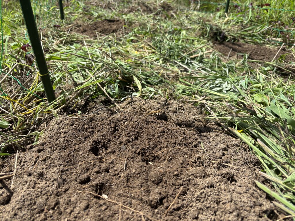 7.20 地這キュウリの種を蒔きました