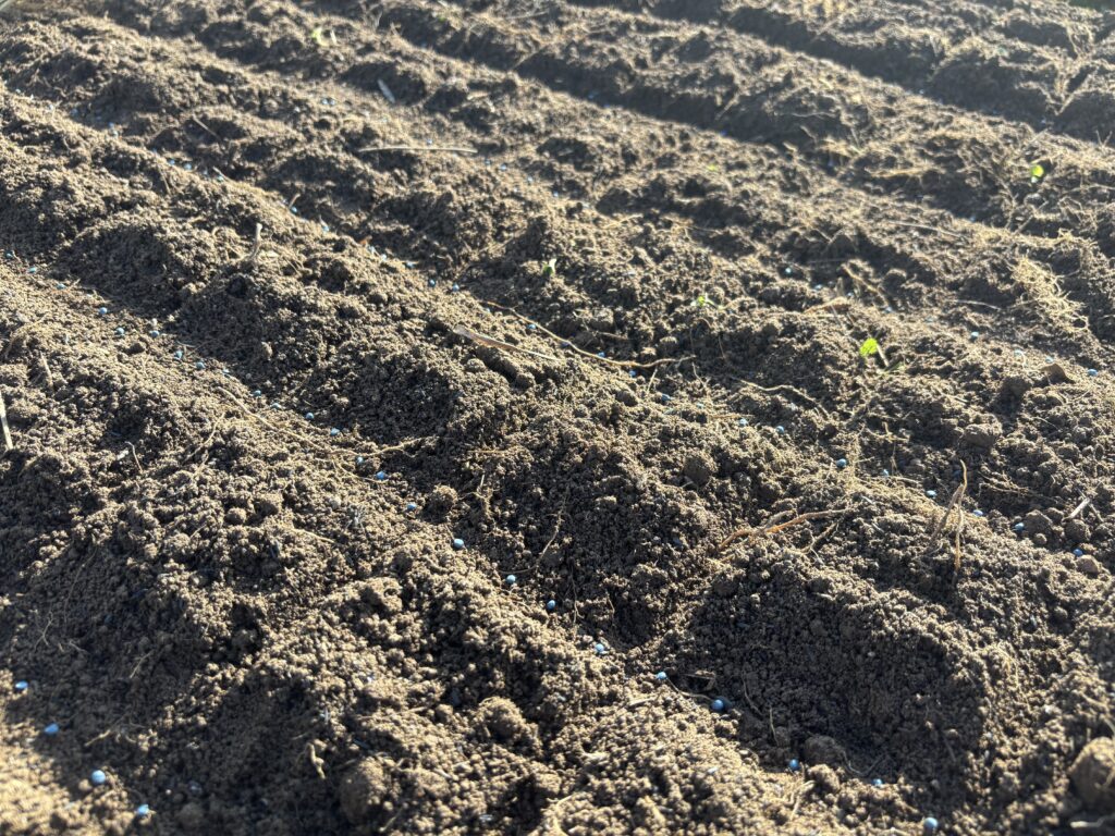 7.21 ほうれん草の種を筋蒔きしました