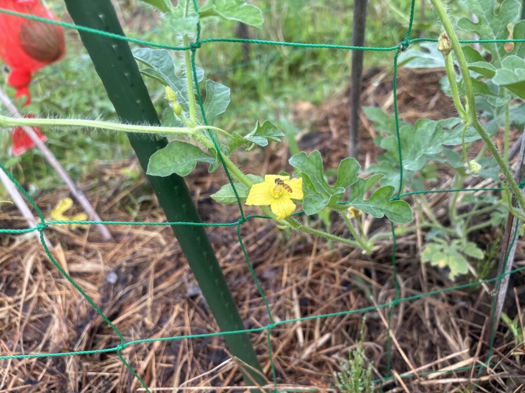 7.22 西瓜の花に働き蜂