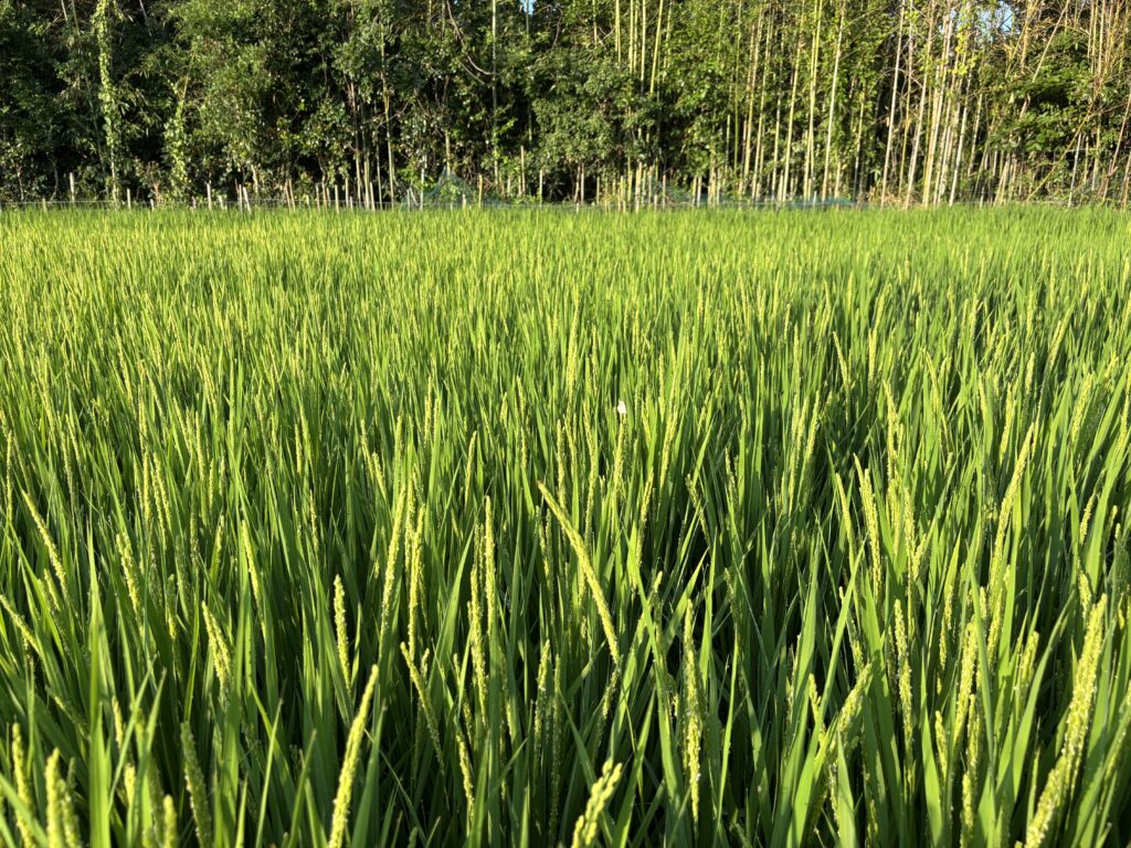 7.24 今日の田圃