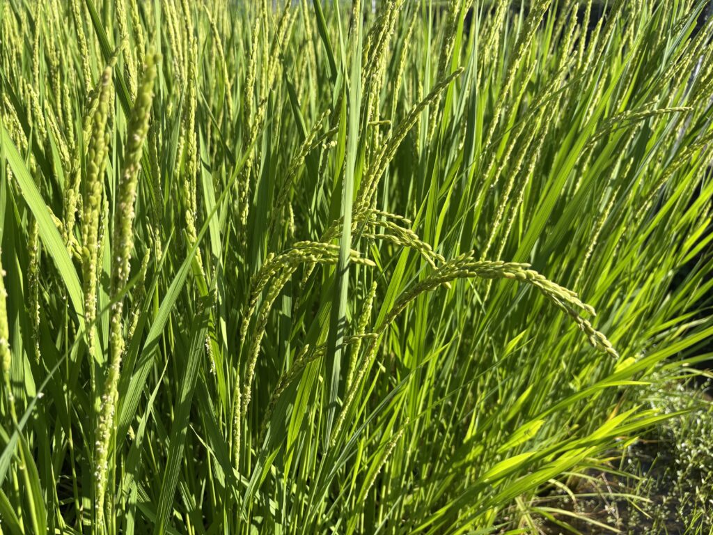 7.25 穂が垂れてきました