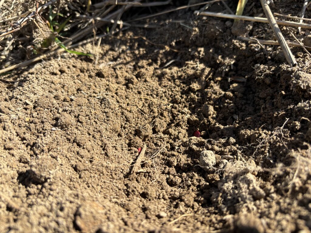 7.25 小豆の種を蒔きました