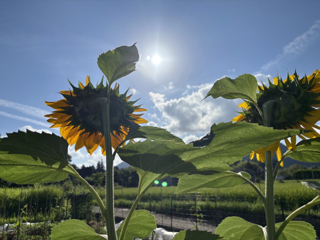 7.28 太陽とヒマワリ