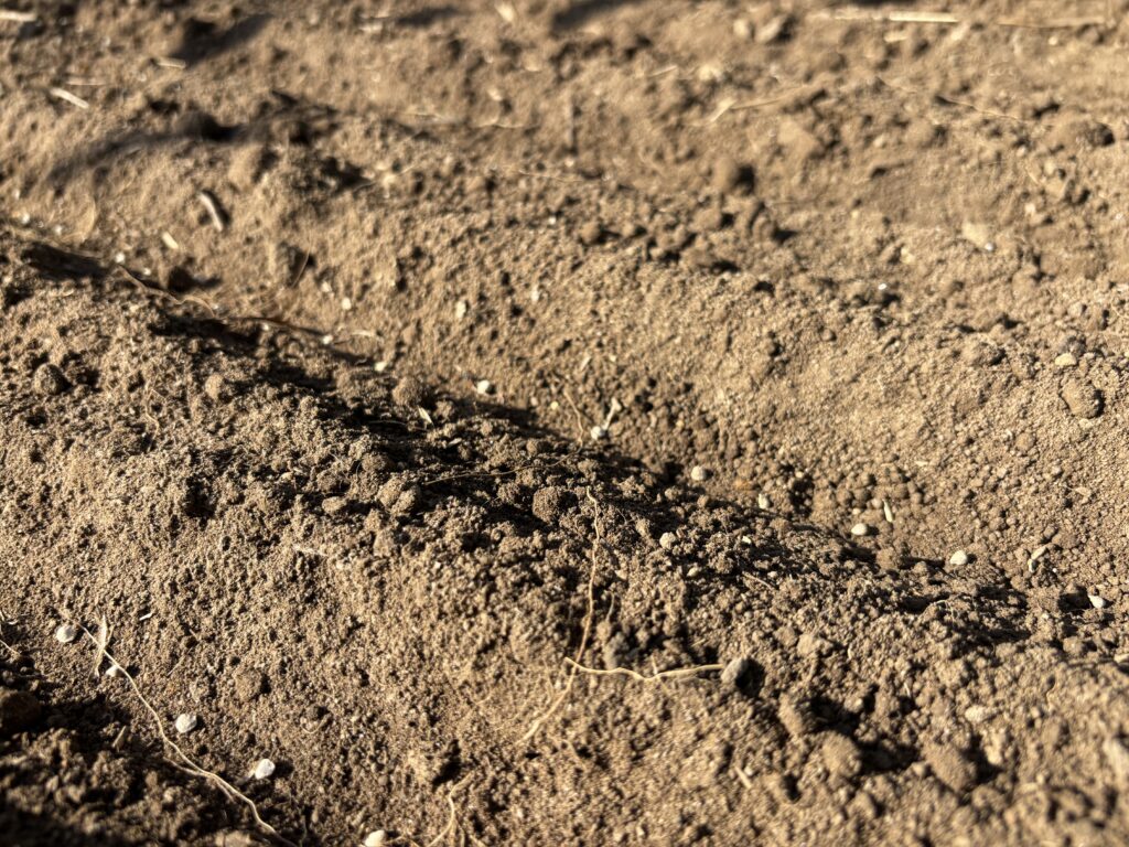 7.29 ほうれん草の種を蒔きました